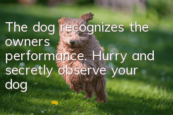 The dog recognizes the owner's performance. Hurry and secretly observe your dog!
