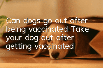 Can dogs go out after being vaccinated? Take your dog out after getting vaccinated?