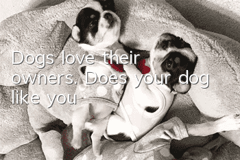 Dogs love their owners. Does your dog like you?
