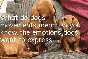 What do dogs’ movements mean? Do you know the emotions dogs want to express?