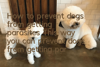 How to prevent dogs from getting parasites? This way you can prevent dogs from getting parasites.