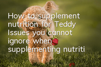 How to supplement nutrition for Teddy? Issues you cannot ignore when supplementing nutrition for Teddy!