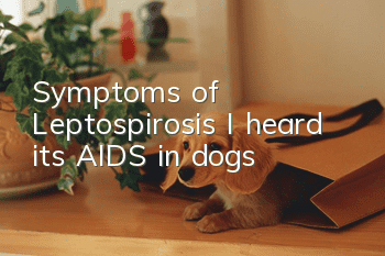 Symptoms of Leptospirosis: I heard it’s AIDS in dogs