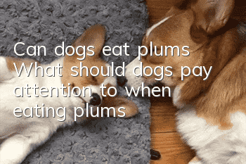 Can dogs eat plums? What should dogs pay attention to when eating plums?