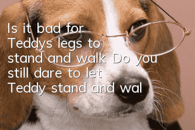 Is it bad for Teddy's legs to stand and walk? Do you still dare to let Teddy stand and walk?