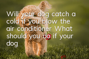 Will your dog catch a cold if you blow the air conditioner? What should you do if your dog catches a cold if you blow the air conditioner?
