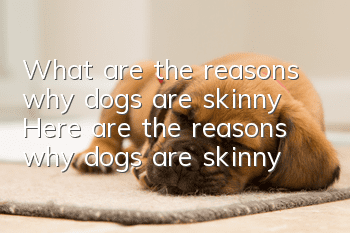 What are the reasons why dogs are skinny? Here are the reasons why dogs are skinny