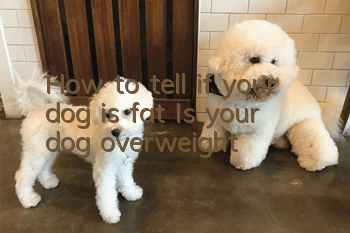How to tell if your dog is fat? Is your dog overweight?