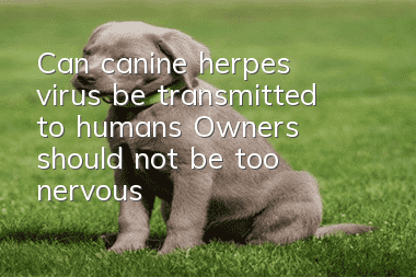 Can canine herpes virus be transmitted to humans? Owners should not be too nervous