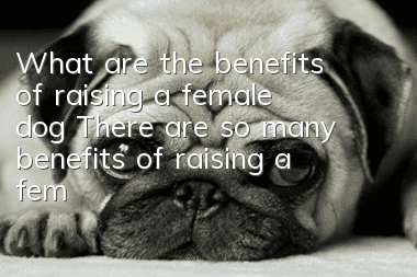 What are the benefits of raising a female dog? There are so many benefits of raising a female dog