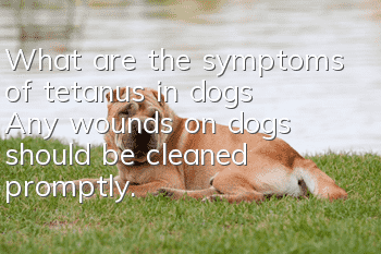 What are the symptoms of tetanus in dogs? Any wounds on dogs should be cleaned promptly.