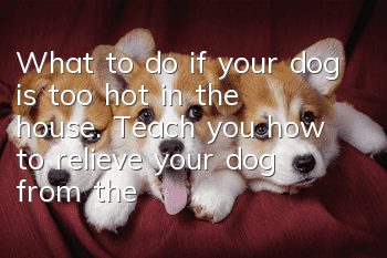 What to do if your dog is too hot in the house. Teach you how to relieve your dog from the heat.