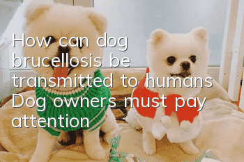 How can dog brucellosis be transmitted to humans? Dog owners must pay attention