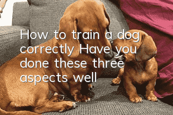 How to train a dog correctly? Have you done these three aspects well?