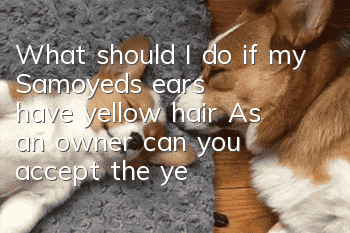 What should I do if my Samoyed's ears have yellow hair? As an owner, can you accept the yellow coat on my Samoyed's ears?