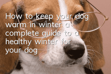 How to keep your dog warm in winter, a complete guide to a healthy winter for your dog