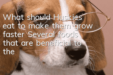 What should Huskies eat to make them grow faster? Several foods that are beneficial to the health of Huskies