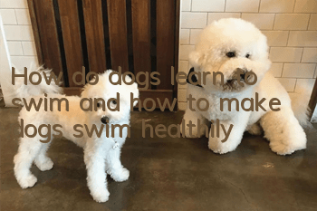 How do dogs learn to swim and how to make dogs swim healthily?