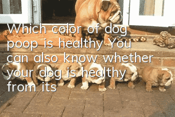 Which color of dog poop is healthy? You can also know whether your dog is healthy from its poop