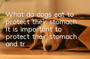 What do dogs eat to protect their stomach? It is important to protect their stomach and treat gastrointestinal diseases in dogs.