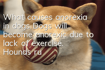 What causes anorexia in dogs? Dogs will become anorexic due to lack of exercise. Hounds run at least 5KM every day.
