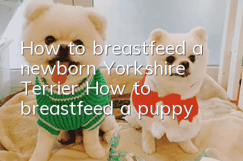 How to breastfeed a newborn Yorkshire Terrier? How to breastfeed a puppy?