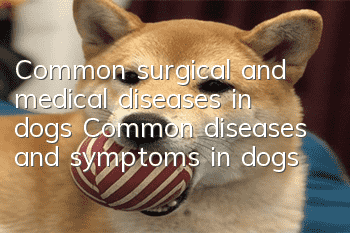 Common surgical and medical diseases in dogs Common diseases and symptoms in dogs