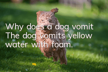 Why does a dog vomit? The dog vomits yellow water with foam.