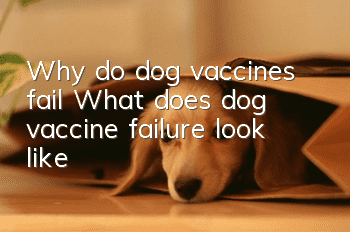 Why do dog vaccines fail? What does dog vaccine failure look like?