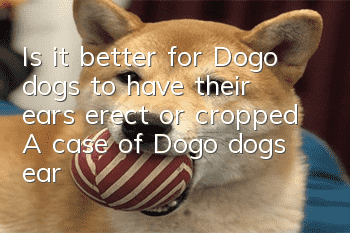 Is it better for Dogo dogs to have their ears erect or cropped? A case of Dogo dog’s ear erection surgery will tell you