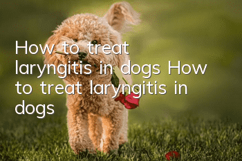 How to treat laryngitis in dogs How to treat laryngitis in dogs