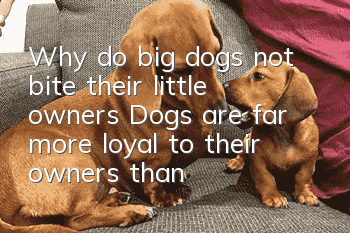 Why do big dogs not bite their little owners? Dogs are far more loyal to their owners than similar dogs
