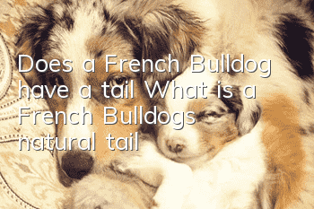 Does a French Bulldog have a tail? What is a French Bulldog's natural tail?