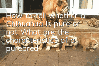How to tell whether a Chihuahua is pure or not? What are the characteristics of a purebred Chihuahua?