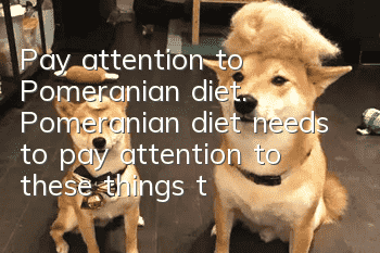 Pay attention to Pomeranian diet. Pomeranian diet needs to pay attention to these things to avoid diseases!