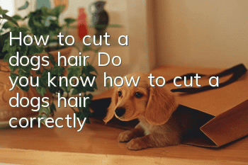 How to cut a dog's hair? Do you know how to cut a dog's hair correctly?