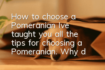 How to choose a Pomeranian? I’ve taught you all the tips for choosing a Pomeranian. Why don’t you take a look?