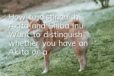 How to distinguish Akita and Shiba Inu? Want to distinguish whether you have an Akita or a Shiba Inu?