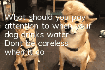What should you pay attention to when your dog drinks water? Don’t be careless when it comes to your dog’s drinking water.