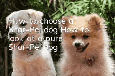 How to choose a Shar-Pei dog? How to look at a pure Shar-Pei dog?