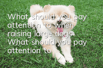 What should you pay attention to when raising large dogs? What should you pay attention to when raising large dog puppies?
