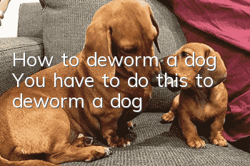 How to deworm a dog? You have to do this to deworm a dog! ! !