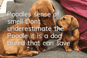 Poodle’s sense of smell Don’t underestimate the Poodle, it is a dog breed that can save people!