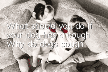 What should you do if your dog has a cough? Why do dogs cough?