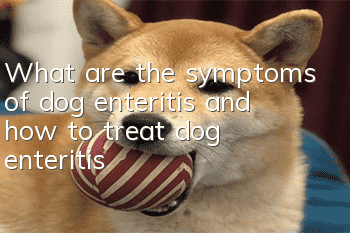 What are the symptoms of dog enteritis and how to treat dog enteritis