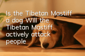 Is the Tibetan Mastiff a dog? Will the Tibetan Mastiff actively attack people?