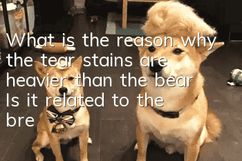 What is the reason why the tear stains are heavier than the bear? Is it related to the breed you raise?