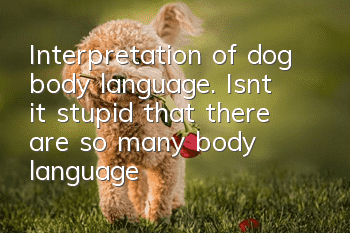Interpretation of dog body language. Isn’t it stupid that there are so many body languages of dogs that you can’t understand?