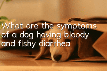 What are the symptoms of a dog having bloody and fishy diarrhea?
