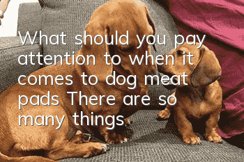 What should you pay attention to when it comes to dog meat pads? There are so many things you need to pay attention to when it comes to dog meat pads!